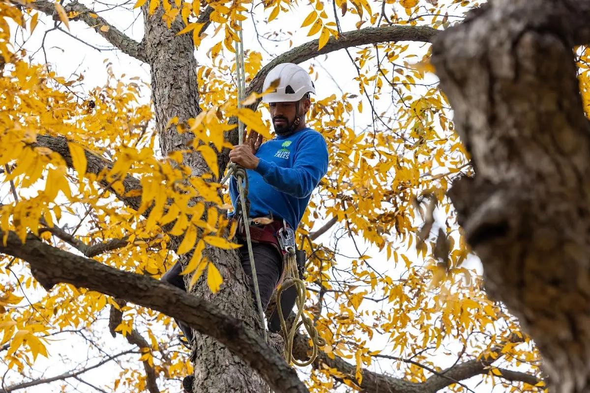 Skilled Tree Planting crew working in Huntington